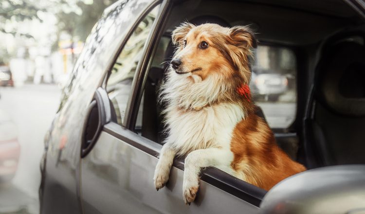 chien dans une voiture