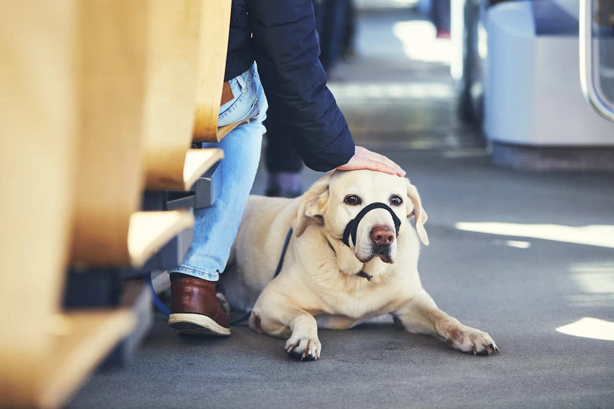 Un chien avec un muselière assis près d'un homme dans le train