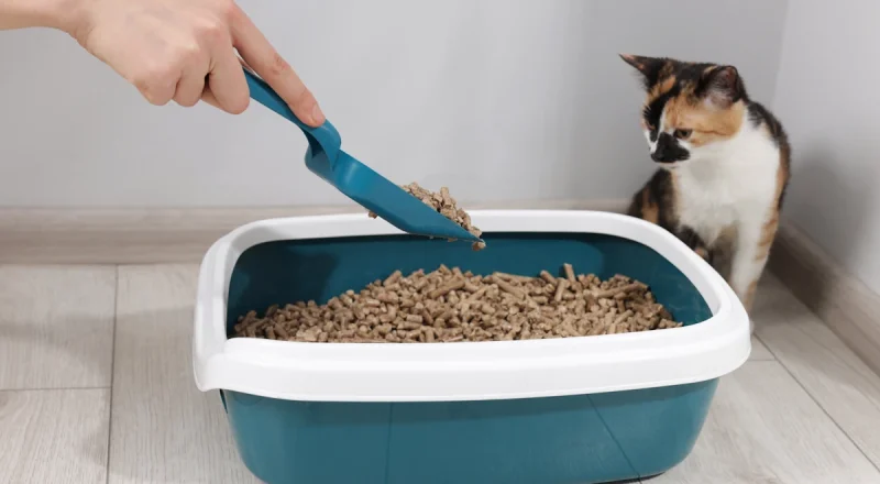 Une main qui ajoute de la litière pour chat