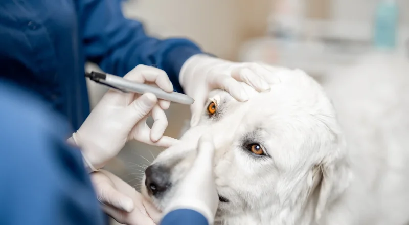 Un chien qui se fait examiner l'oeil