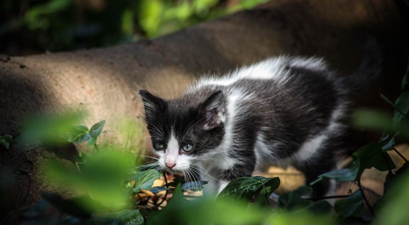 chat couché qui refuse de manger