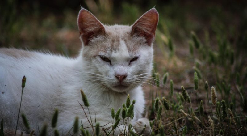 chaton aux yeux ouverts gros plan