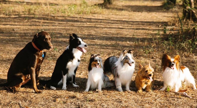 différentes races de chiens assis ensemble dans un parc