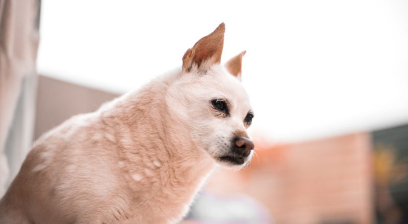 propriétaire de chien dépassé dans un appartement