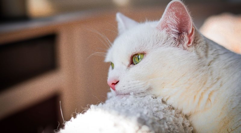 vieux chat dormant paisiblement au soleil